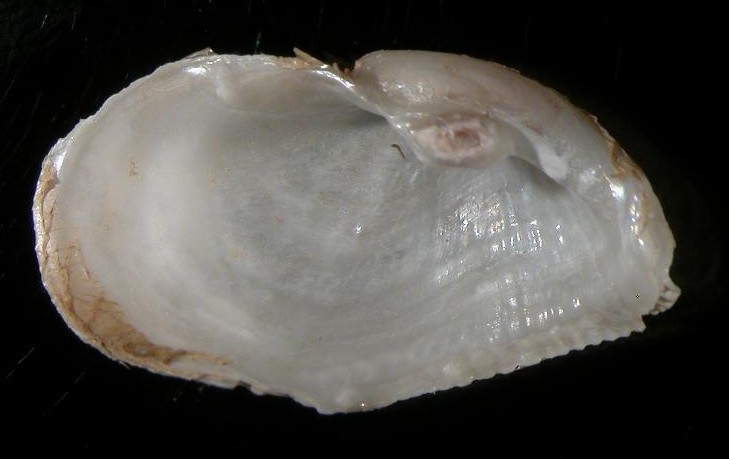 Zirfaea crispata e Striarca lactea