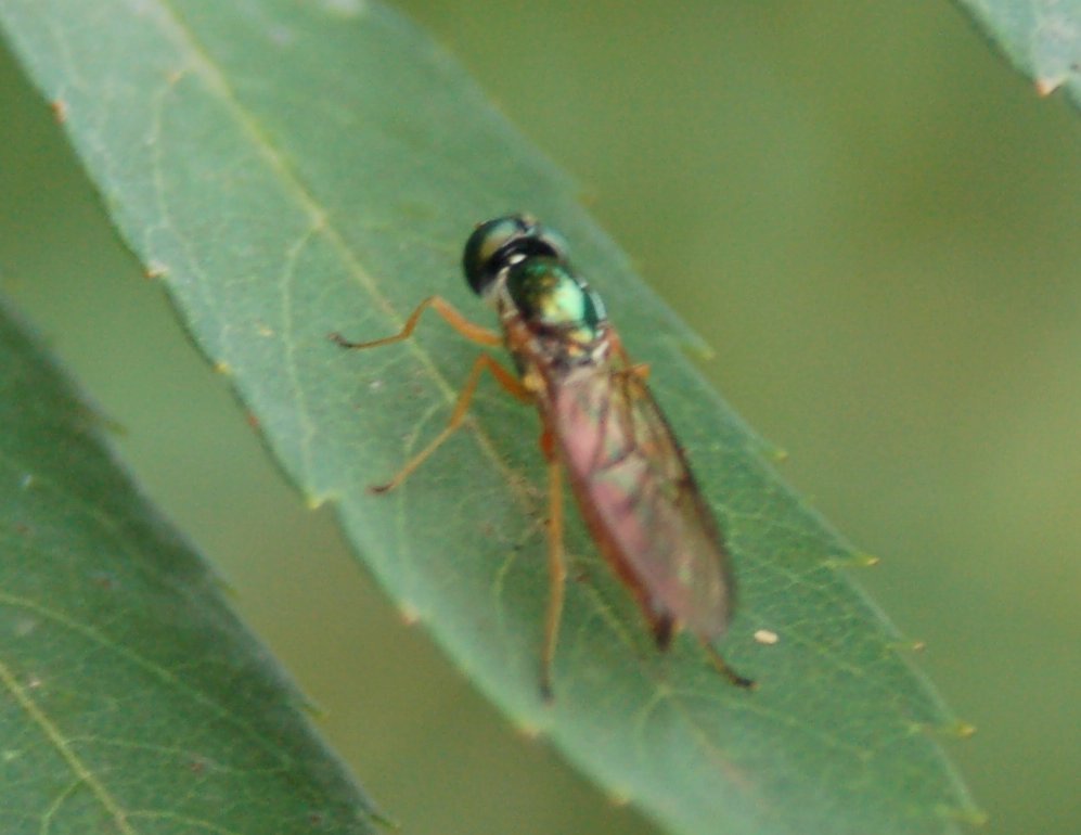 Ditteri