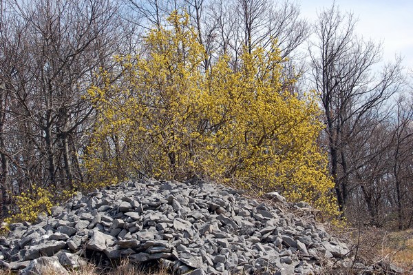 Monte Pallano