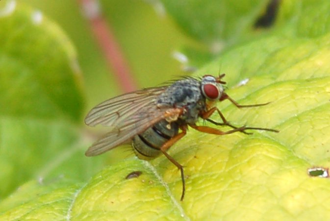 Ditteri