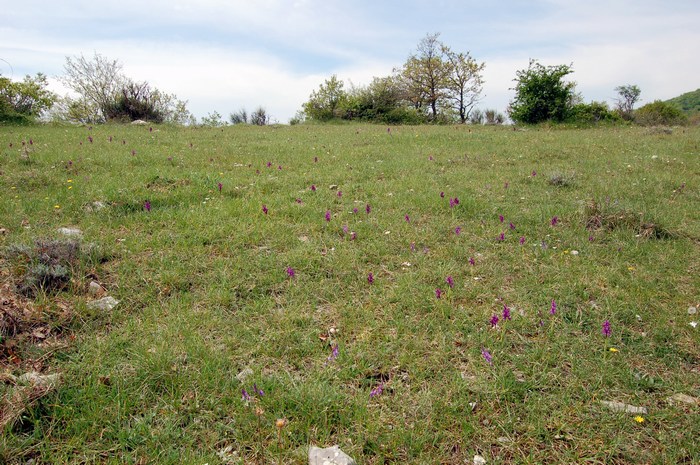 Monte Pallano