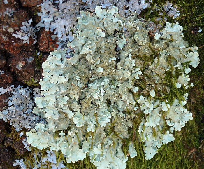 Licheni da Monte Pallano