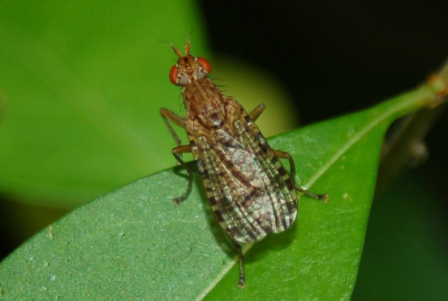Ditteri