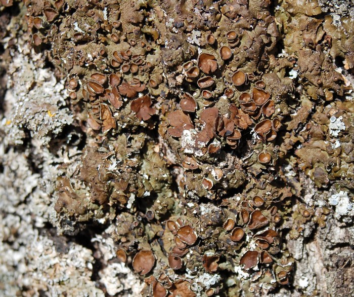 Licheni da Monte Pallano