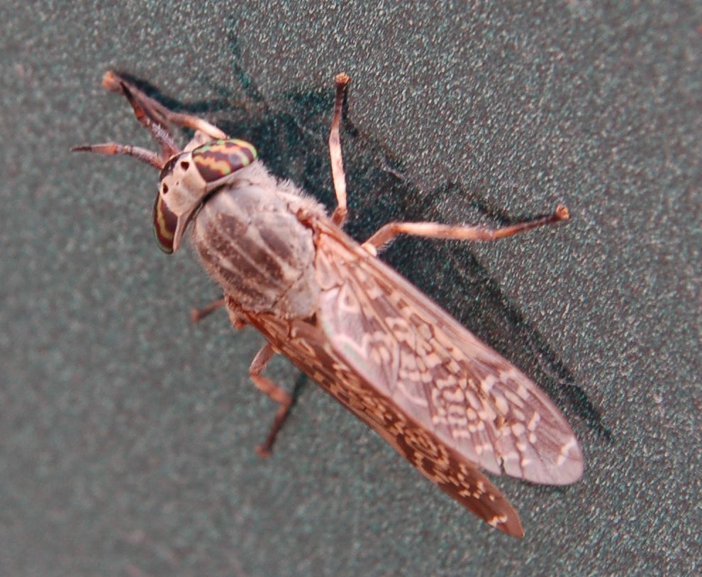 Ditteri