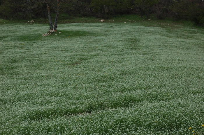 Monte Pallano