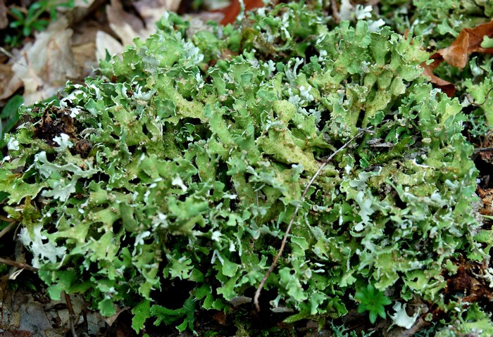 Licheni da Monte Pallano