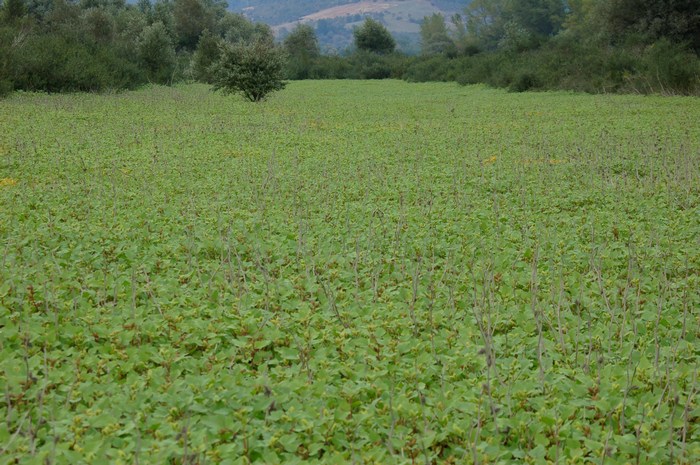 Monte Pallano