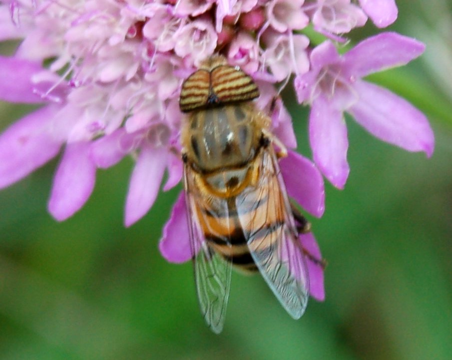 Ditteri