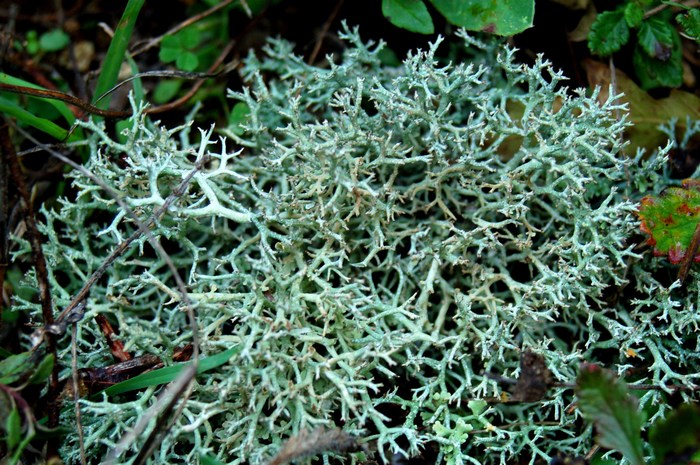 Licheni da Monte Pallano