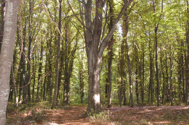 Monte Pallano