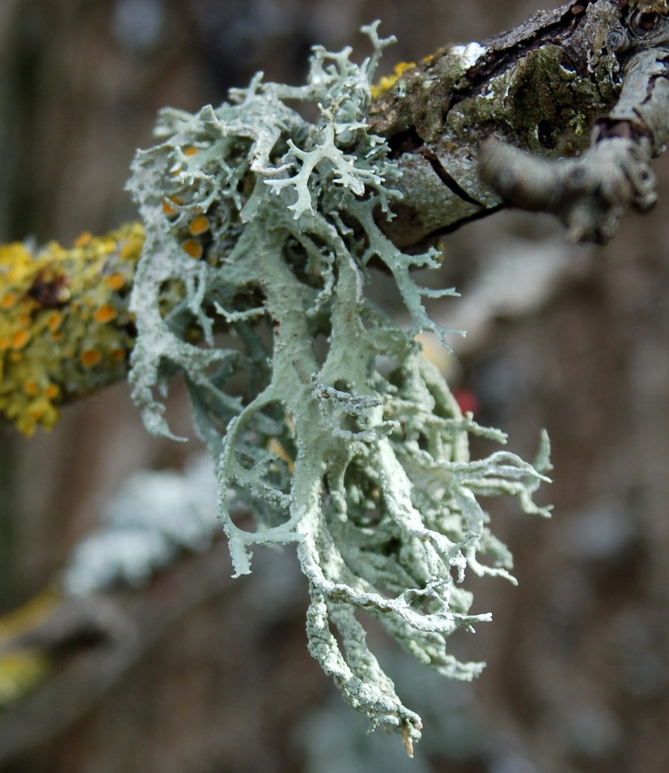 Licheni da Monte Pallano