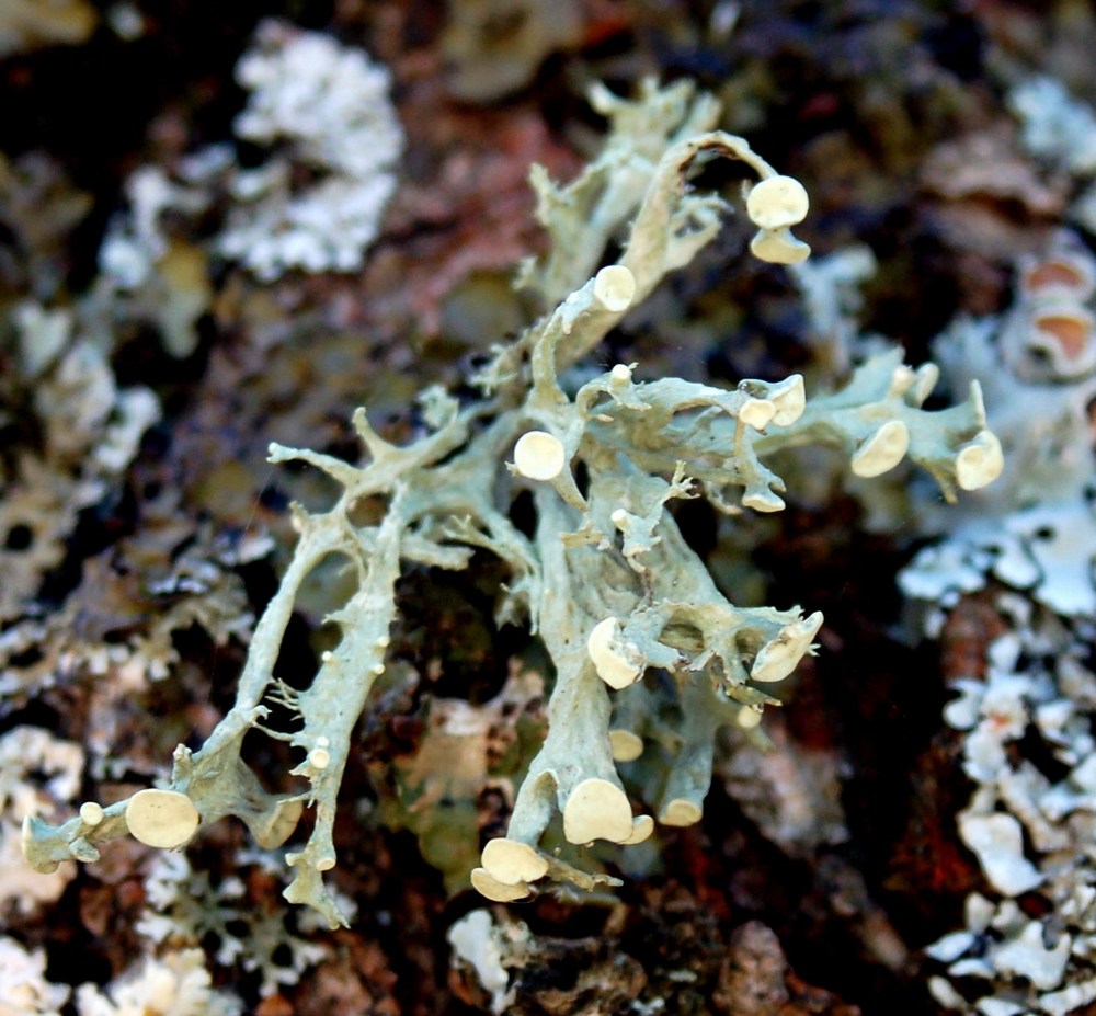 Licheni da Monte Pallano