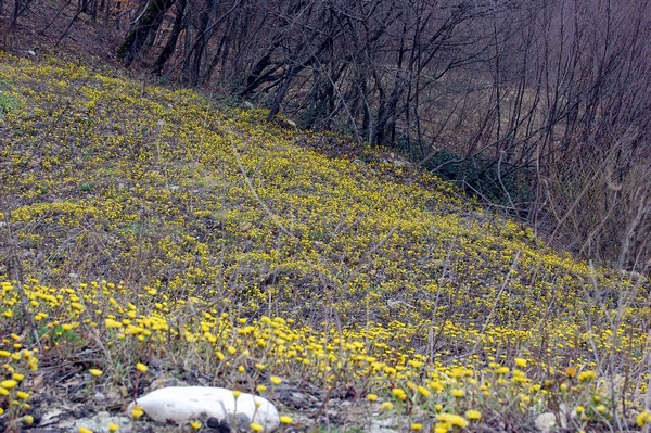 Monte Pallano