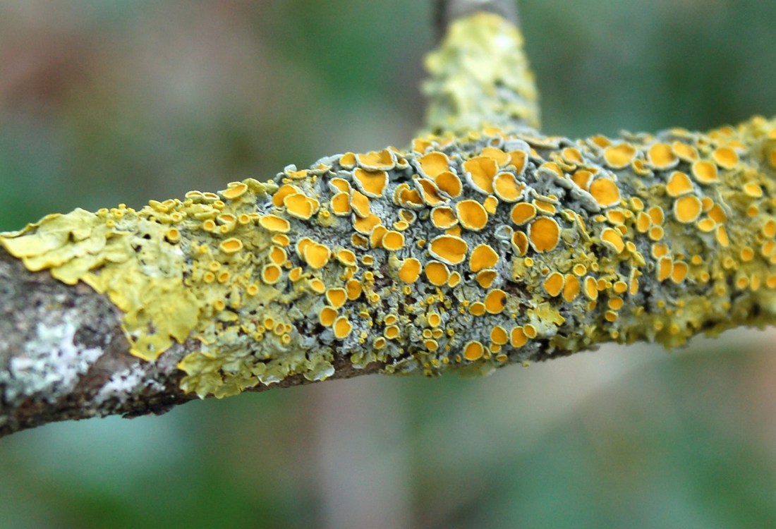 Licheni da Monte Pallano