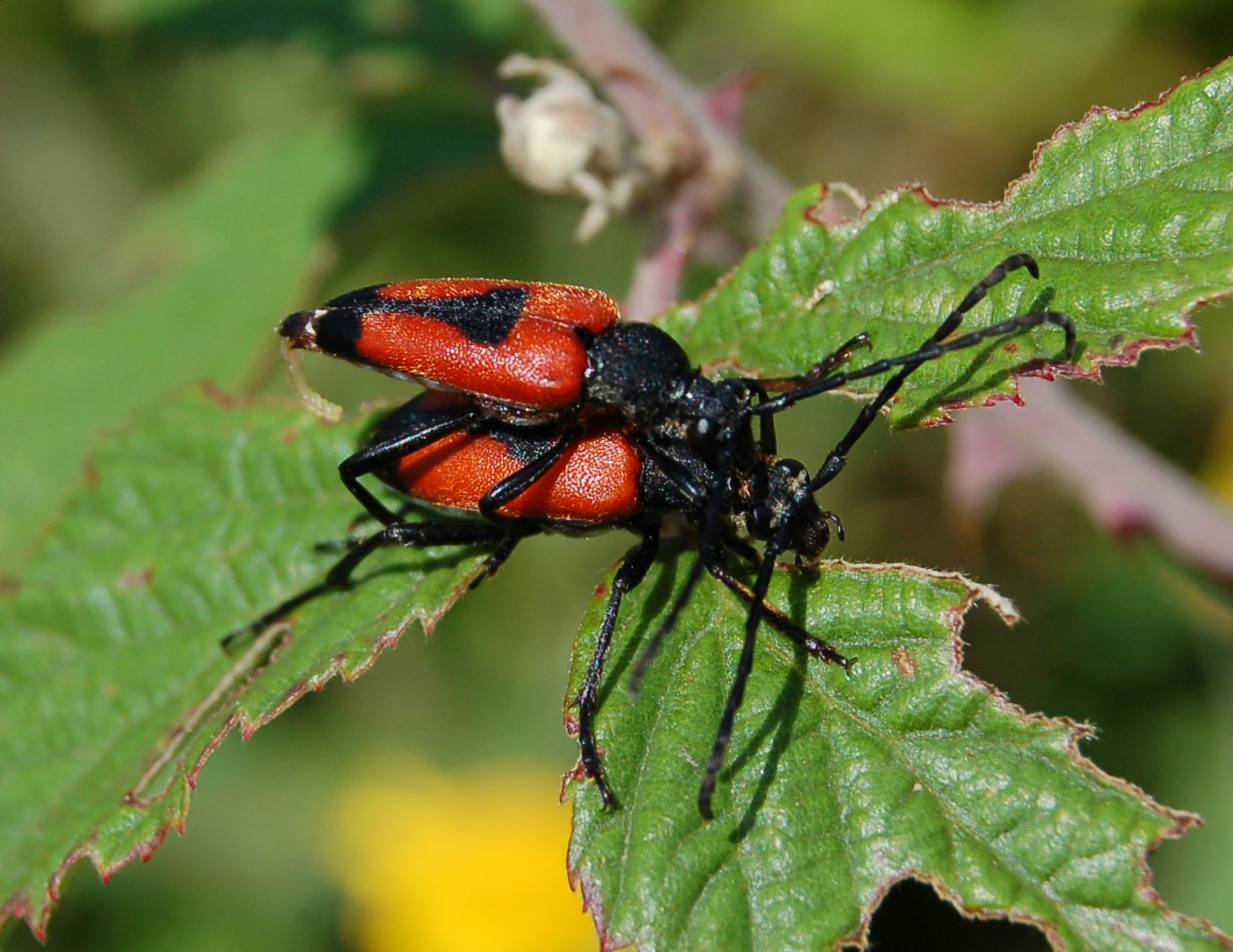 Stictoleptura cordigera