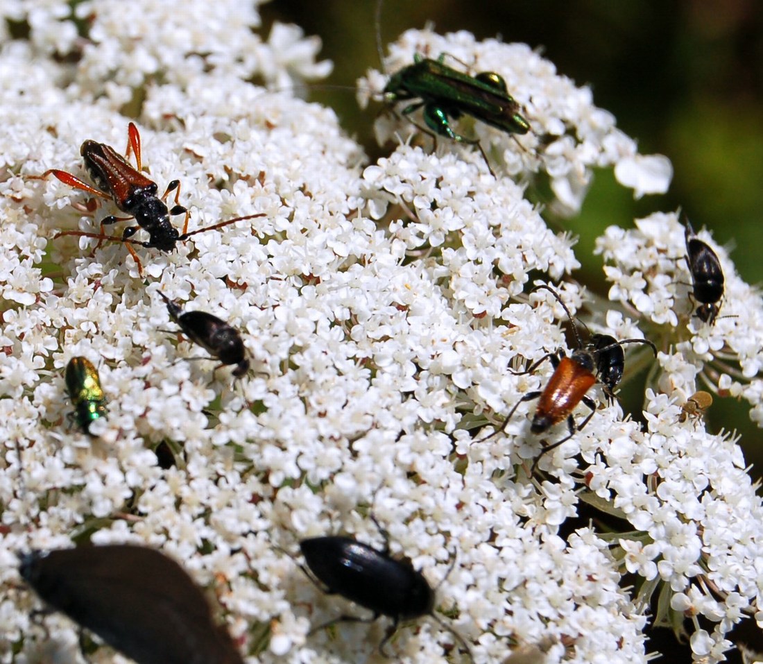 Piccoli coleotteri: Stenopterus rufus e Pseudovadonia livida