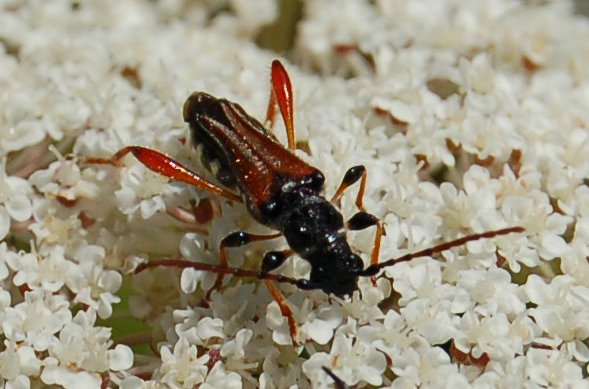 Piccoli coleotteri: Stenopterus rufus e Pseudovadonia livida