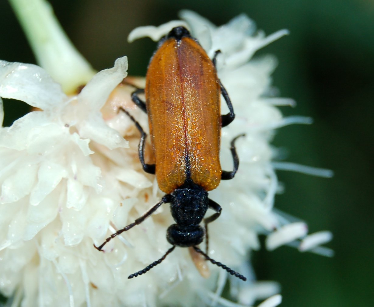 Lydus trimaculatus italicus