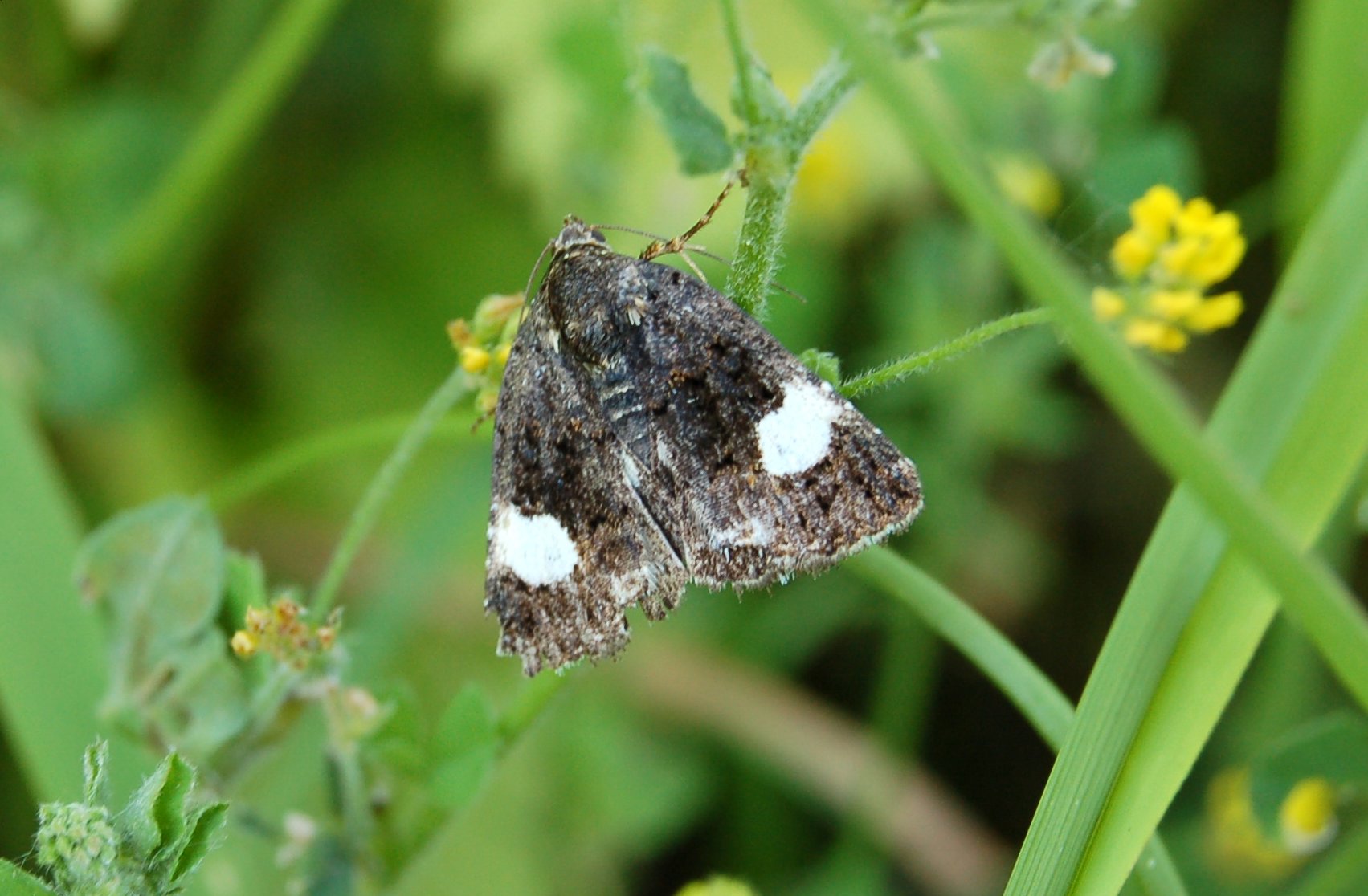 Farfalle brune