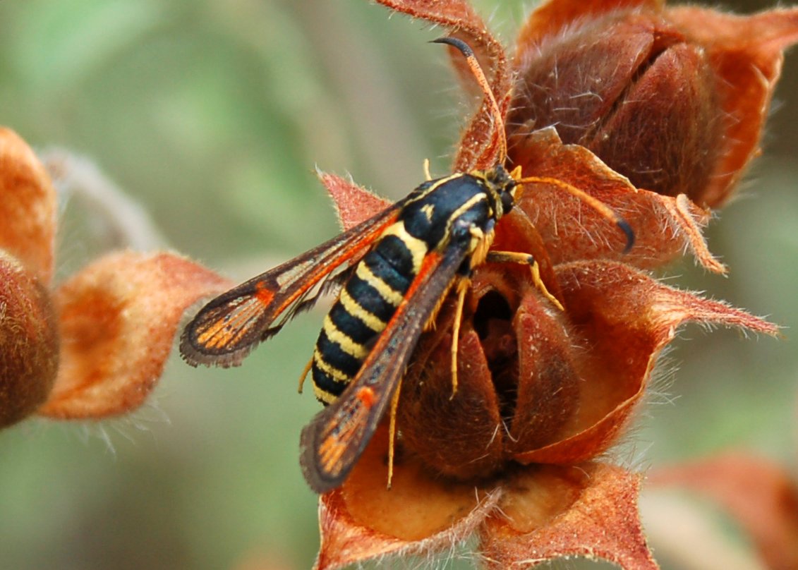 Bembecia ichneumoniformis