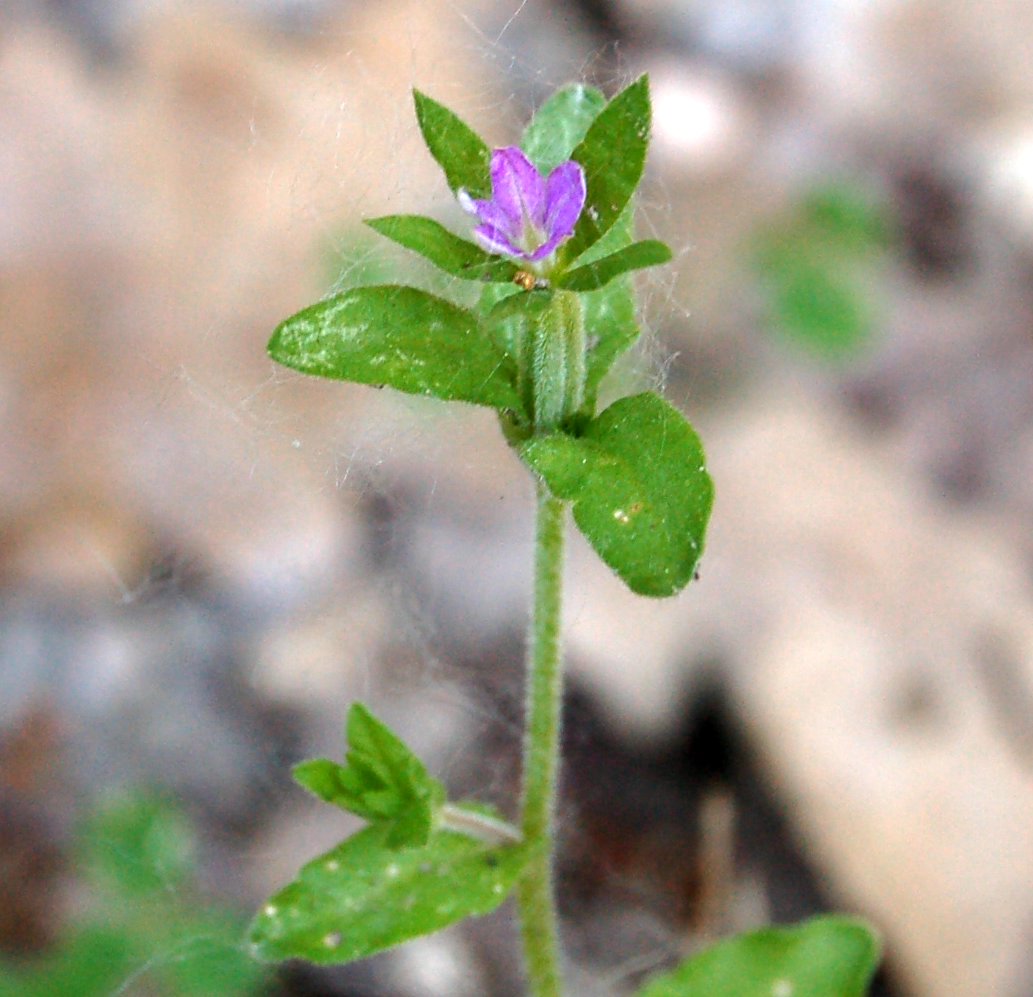 Legousia spp. / Specchio di Venere a confronto