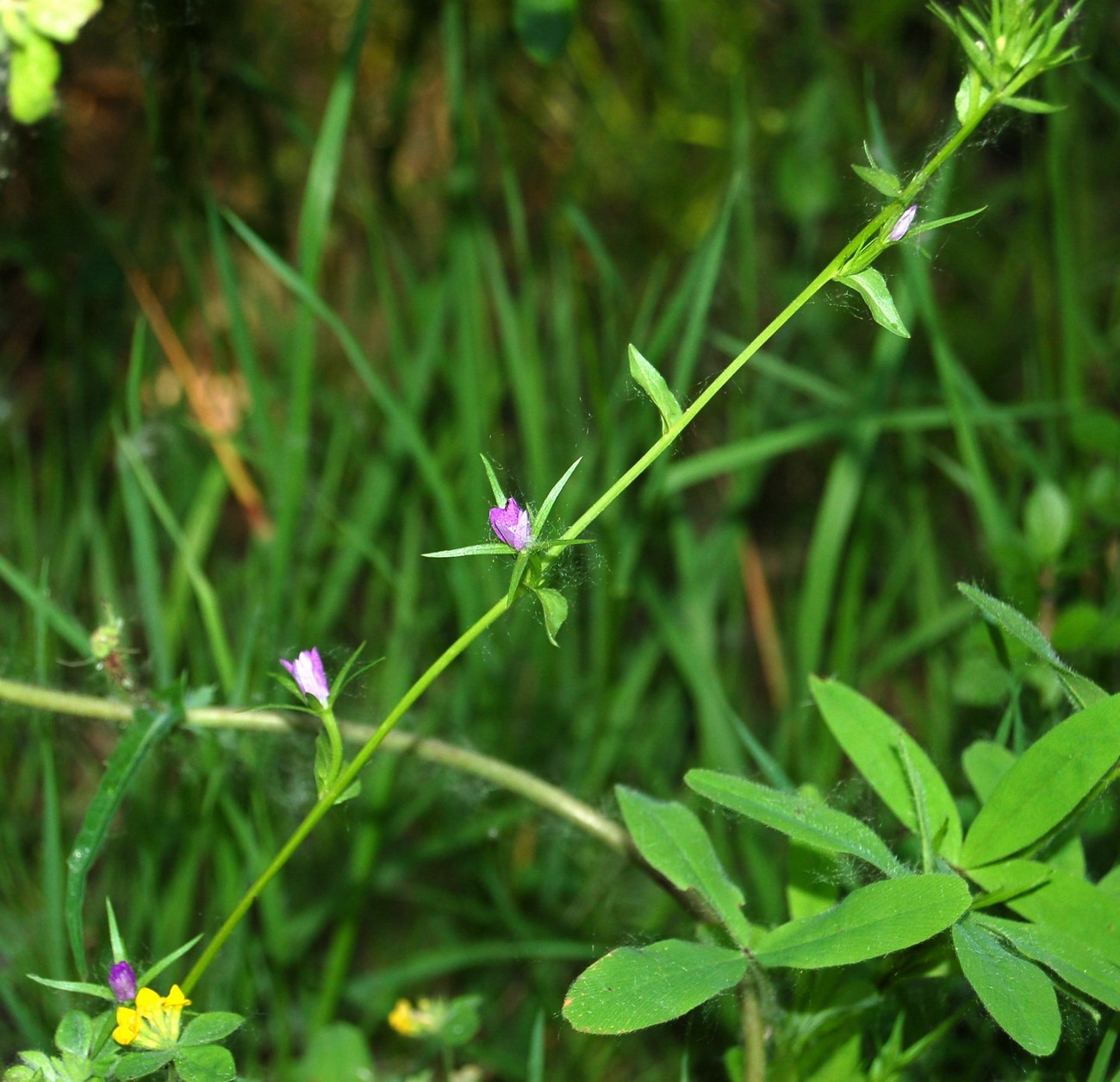 Legousia spp. / Specchio di Venere a confronto