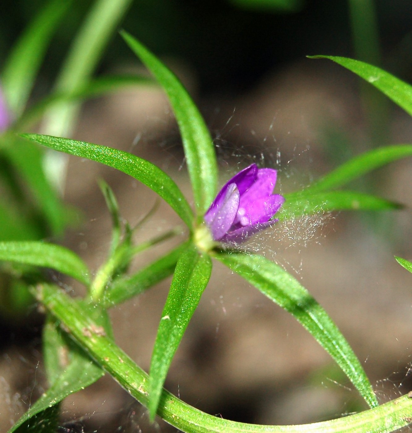 Legousia spp. / Specchio di Venere a confronto