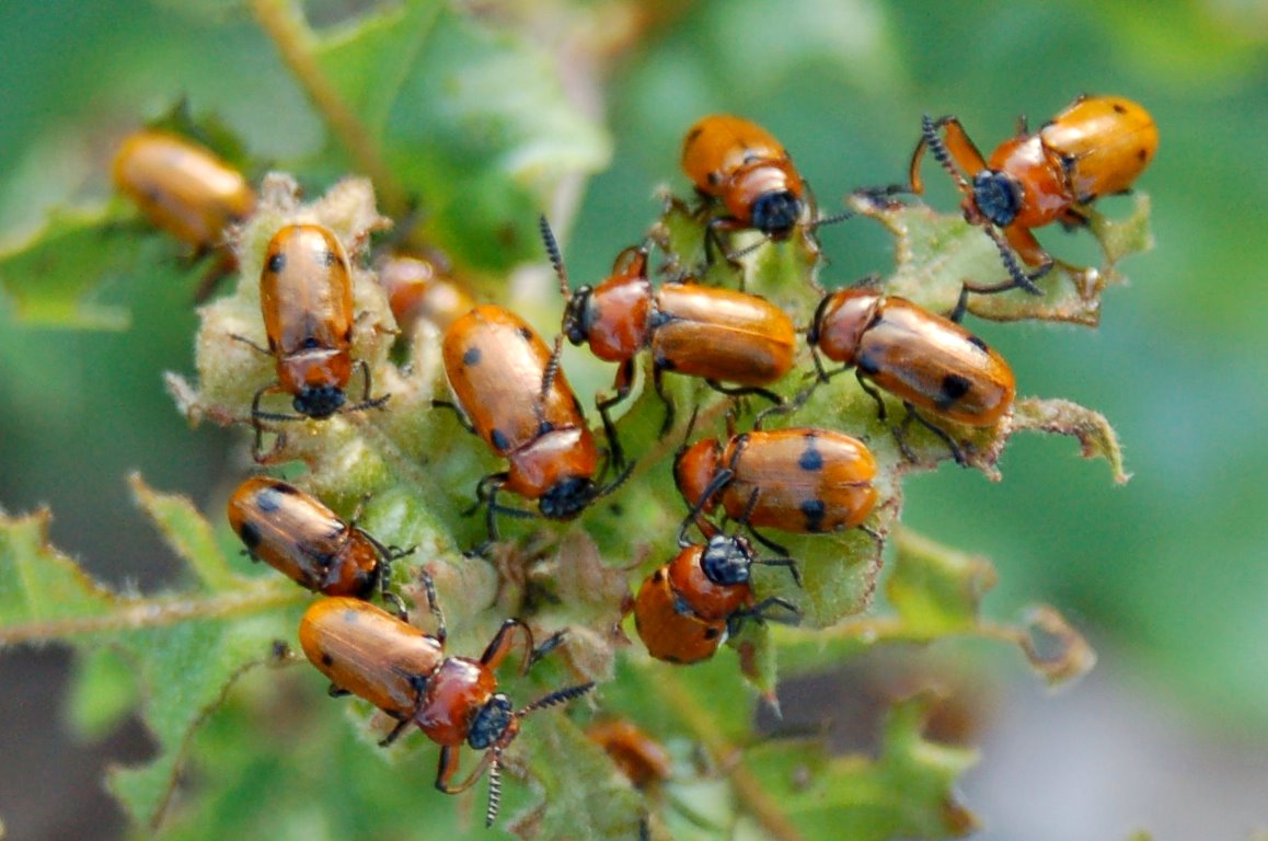 Lebia trimaculata (Coleoptera, Carabidae)