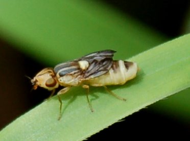 Una piccola moschina Chloropidae