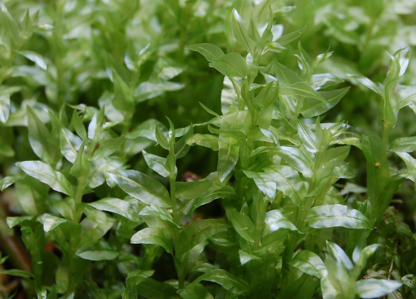 Muschio da Monterano: Plagiomnium sp.