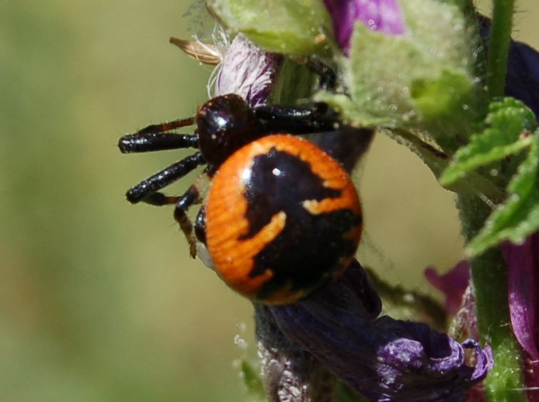 Synaema globosum