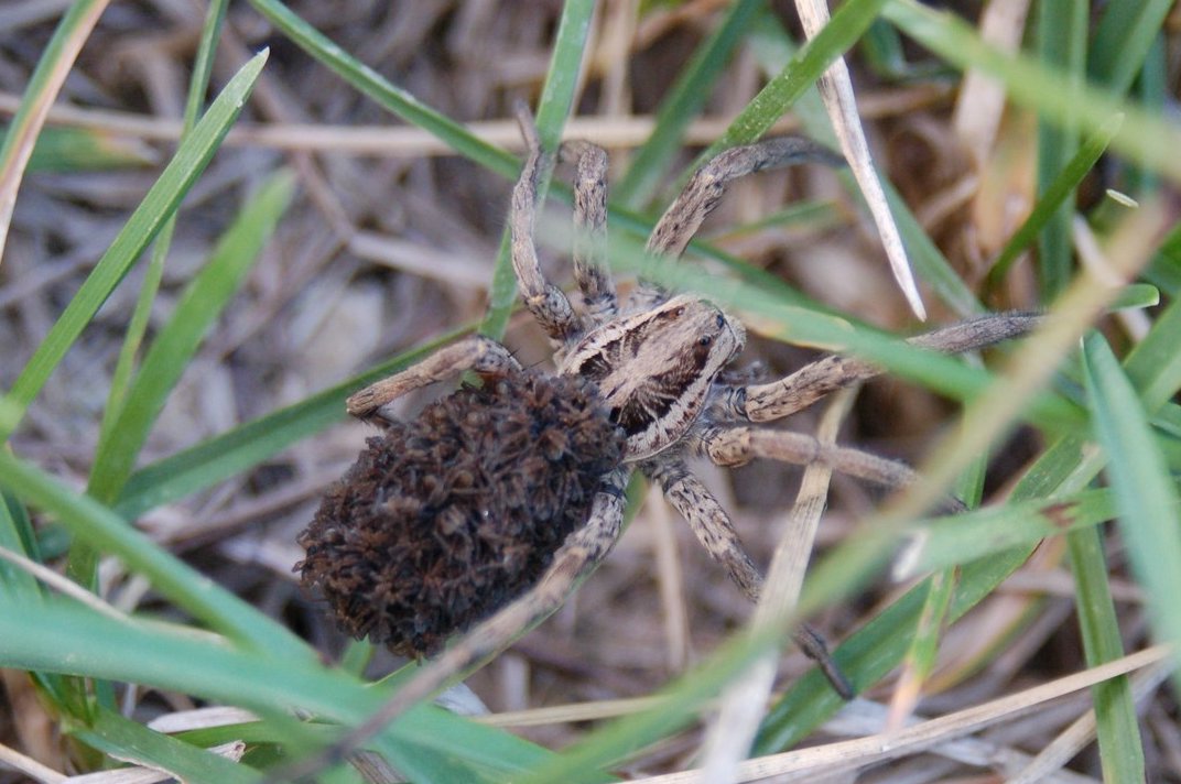 Hogna radiata con piccoli
