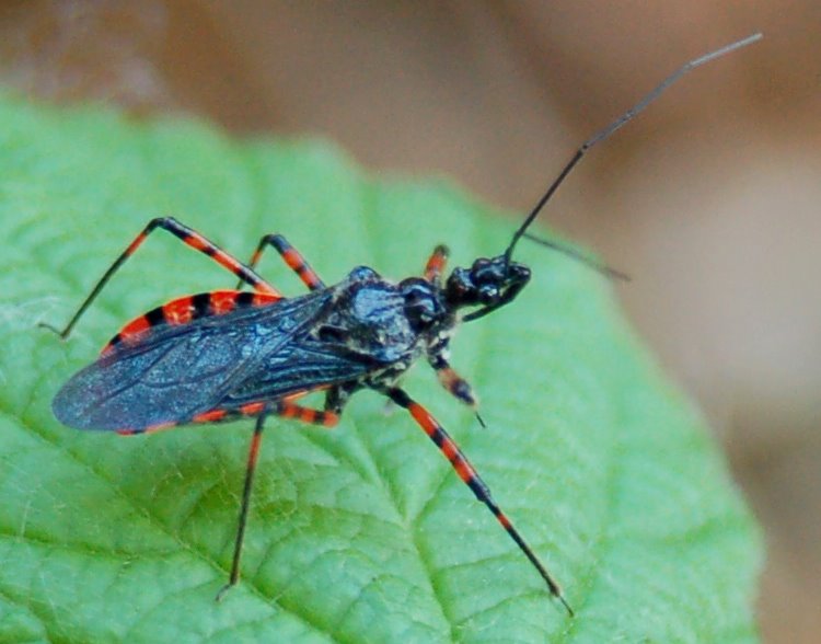 Rhynocoris e Sphedanolestes italiani (Het., Reduviidae)