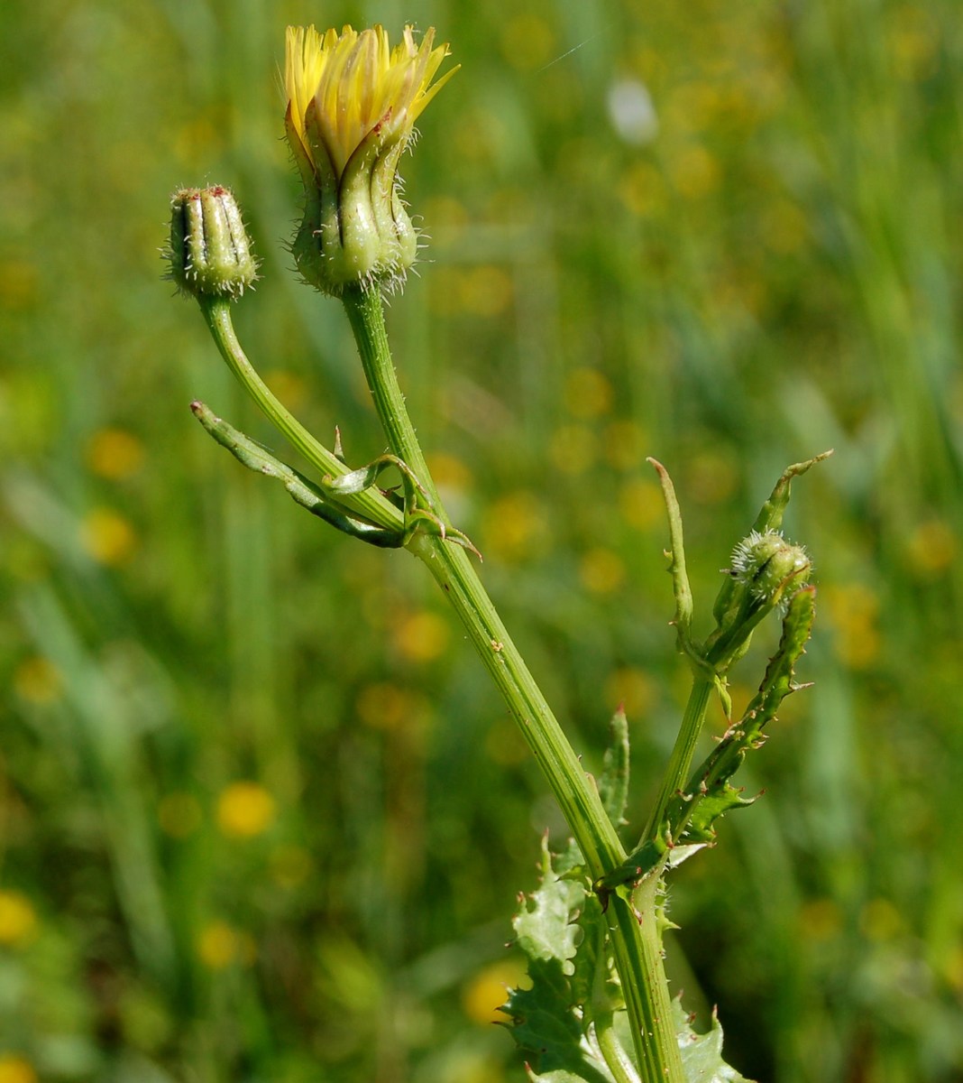 Urospermum cfr. picroides