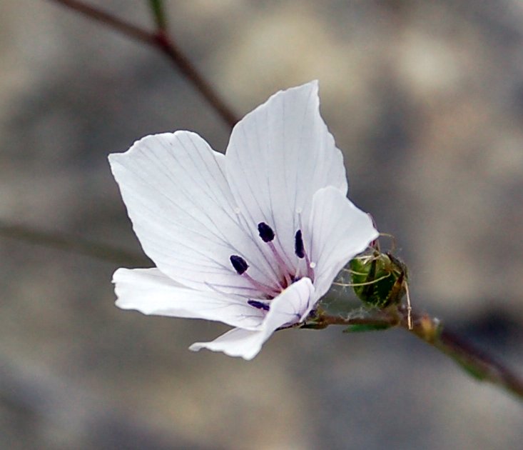 Linum a confronto