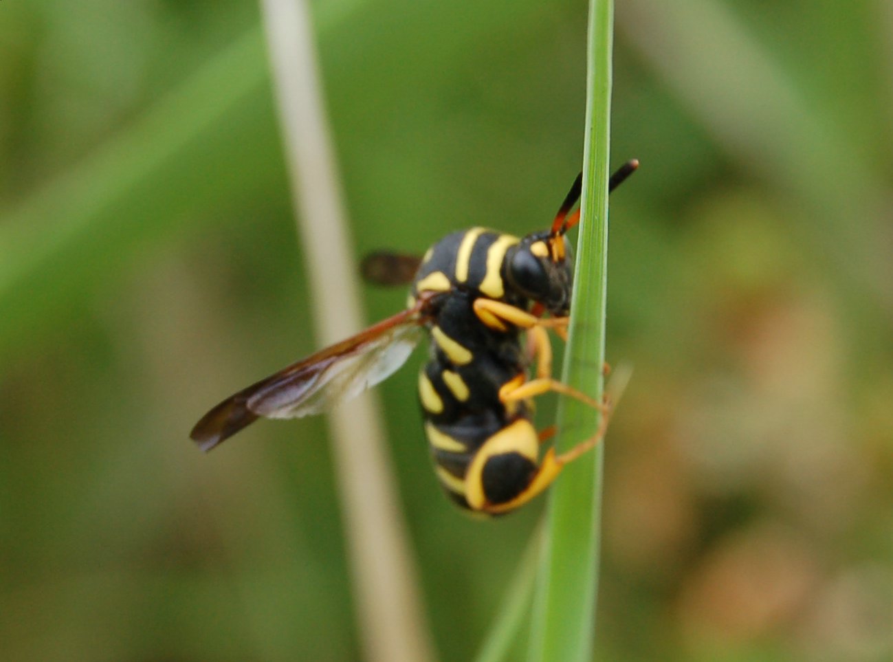 Una goffa vespa: Leucospis sp. (Hym. Leucospidae)