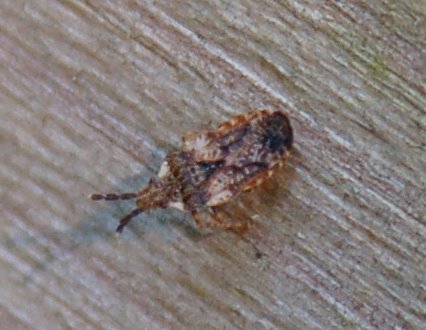 Eterottero: Aradus depressus  (Heteroptera, Aradidae)