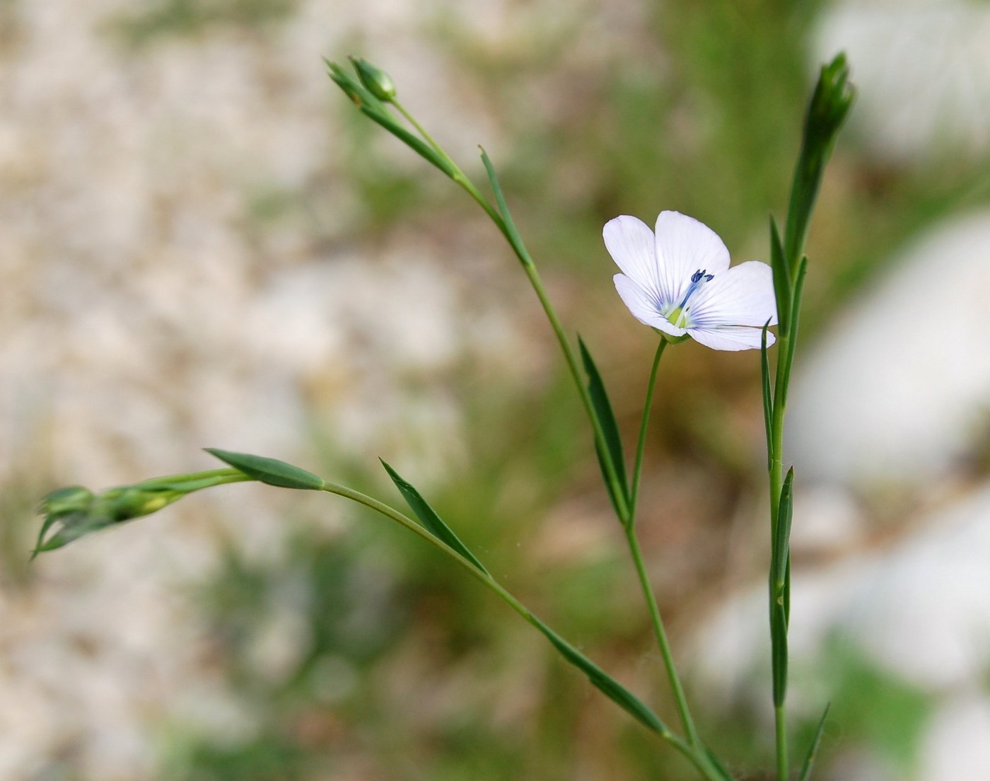 Linum a confronto