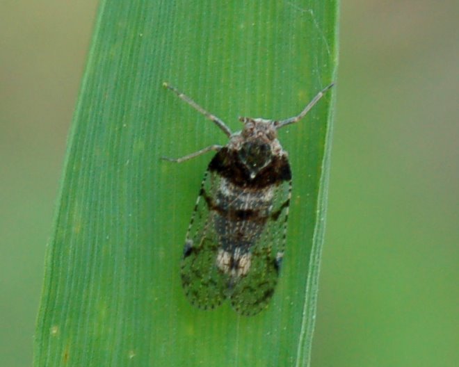 Cixius nervosus