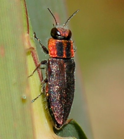 Buprestidae:  Anthaxia manca
