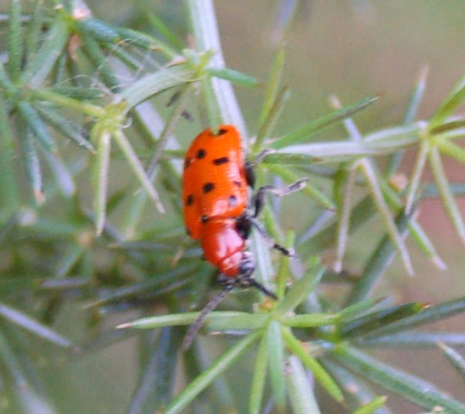 Crioceris duodecimpunctata (Coleoptera, Chrysomelidae)