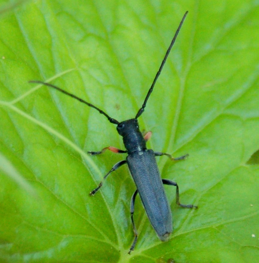 Phytoecia cylindrica e Agapanthia violacea (Cerambycidae)