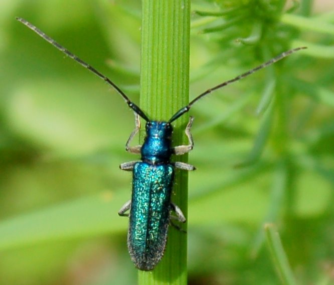 Phytoecia cylindrica e Agapanthia violacea (Cerambycidae)