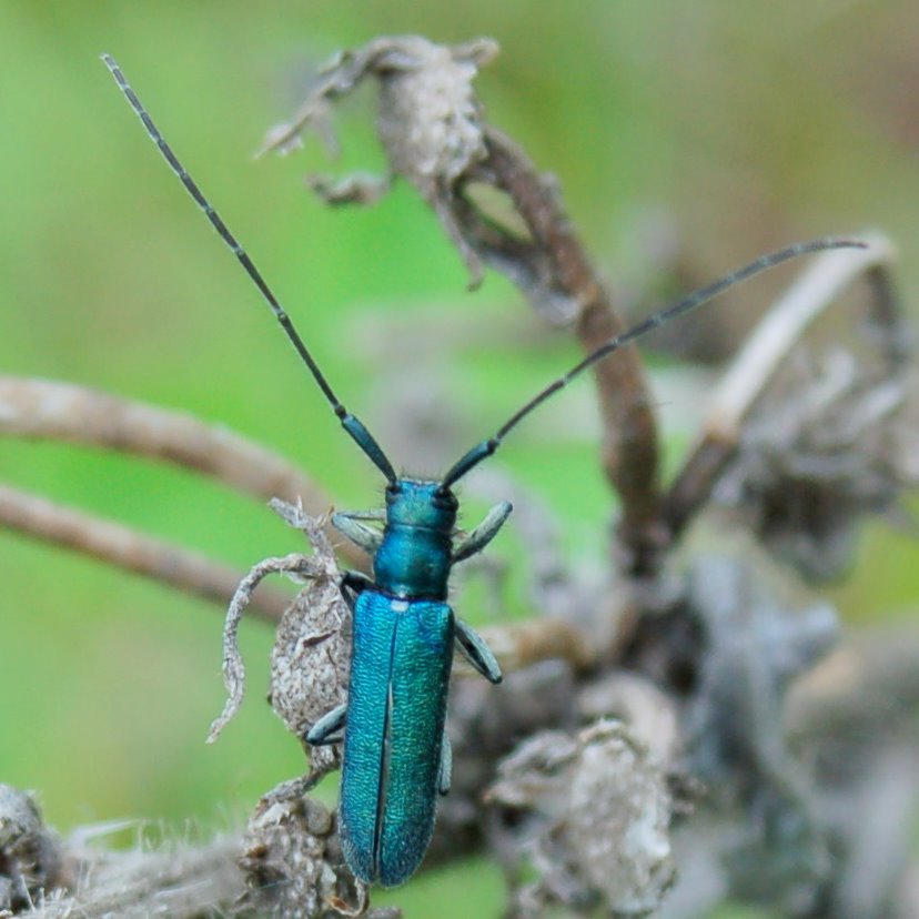 Phytoecia cylindrica e Agapanthia violacea (Cerambycidae)