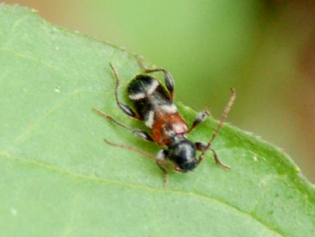Clytus arietis e Poecilium alni (Col., Cerambycidae)