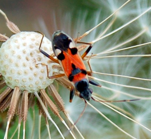 Due eterotteri: Beosus e Calocoris