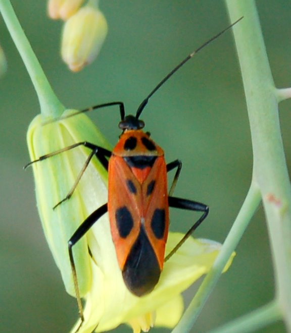 Due eterotteri: Beosus e Calocoris