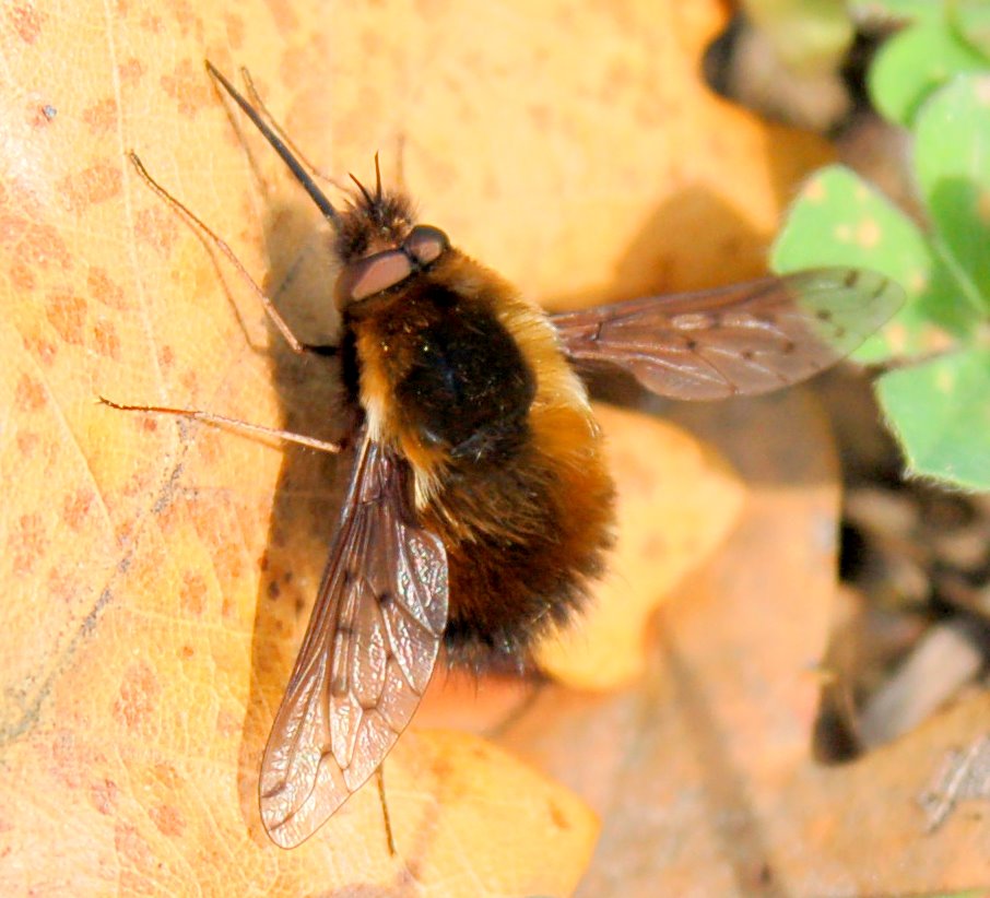 Bombylius discolor e Bombylius minor