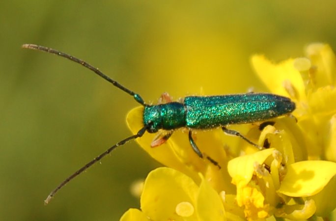 Piccoli coleotteri